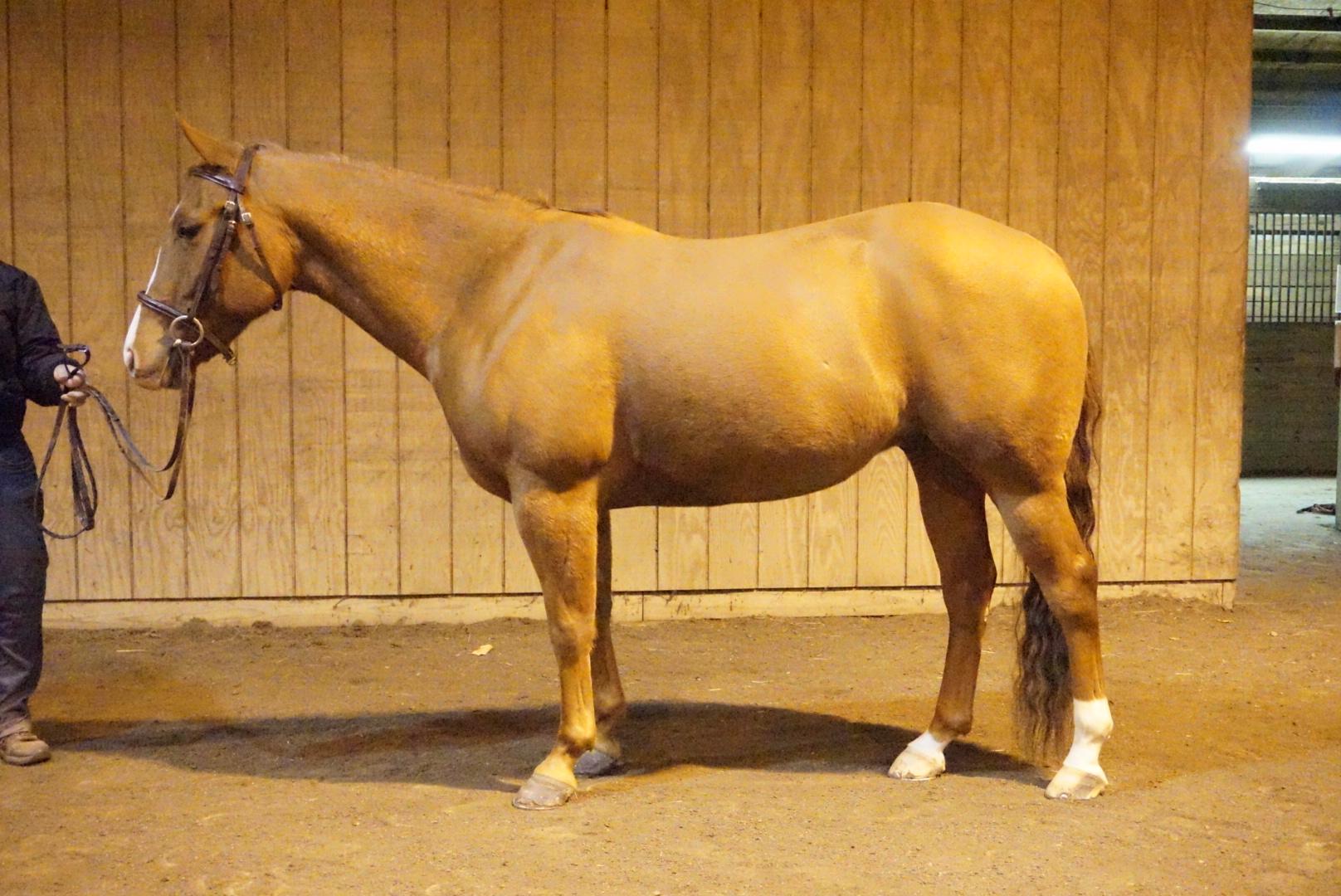 Dr. Dentons Quarter Horse Hunter